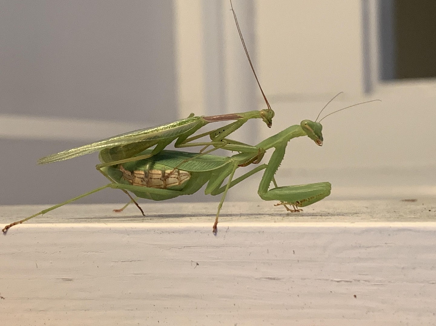 Miomantis caffra (Miomantis caffra) - Picture Insect