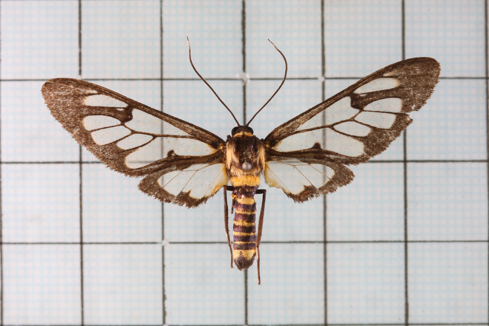 Caeneressa (Caeneressa)