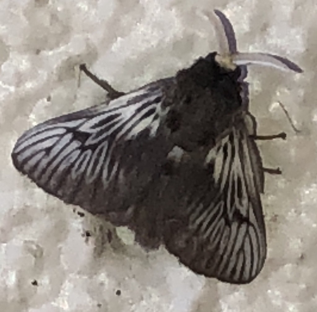 Flannel moths (Megalopygidae)