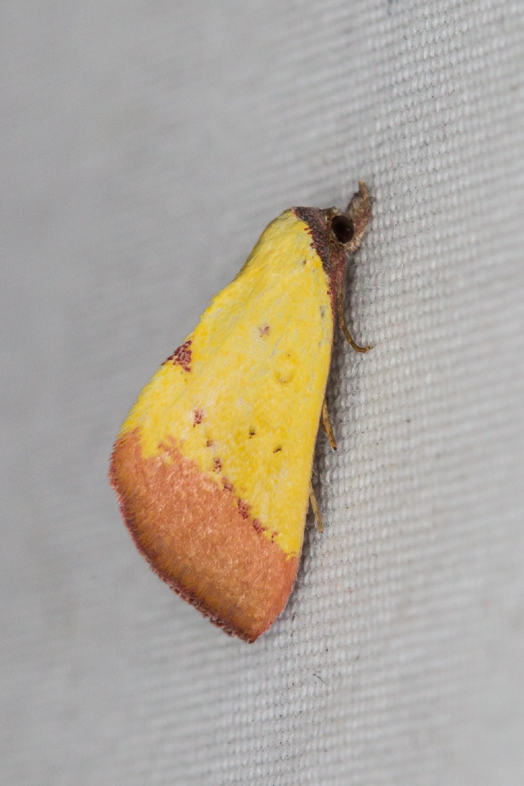 Phytometra (Phytometra)