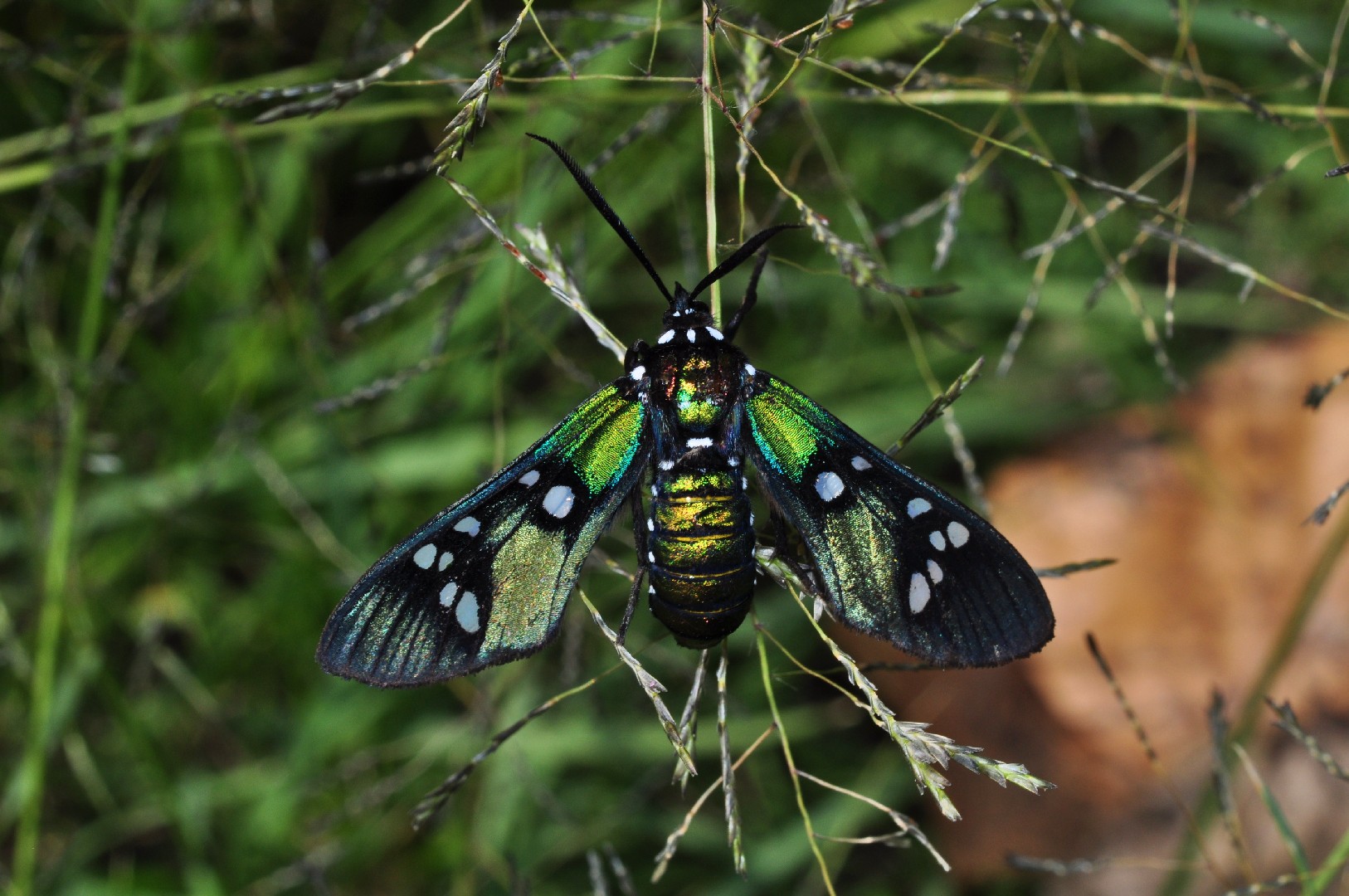 Princely tiger moth How to identify it? - Picture Insect