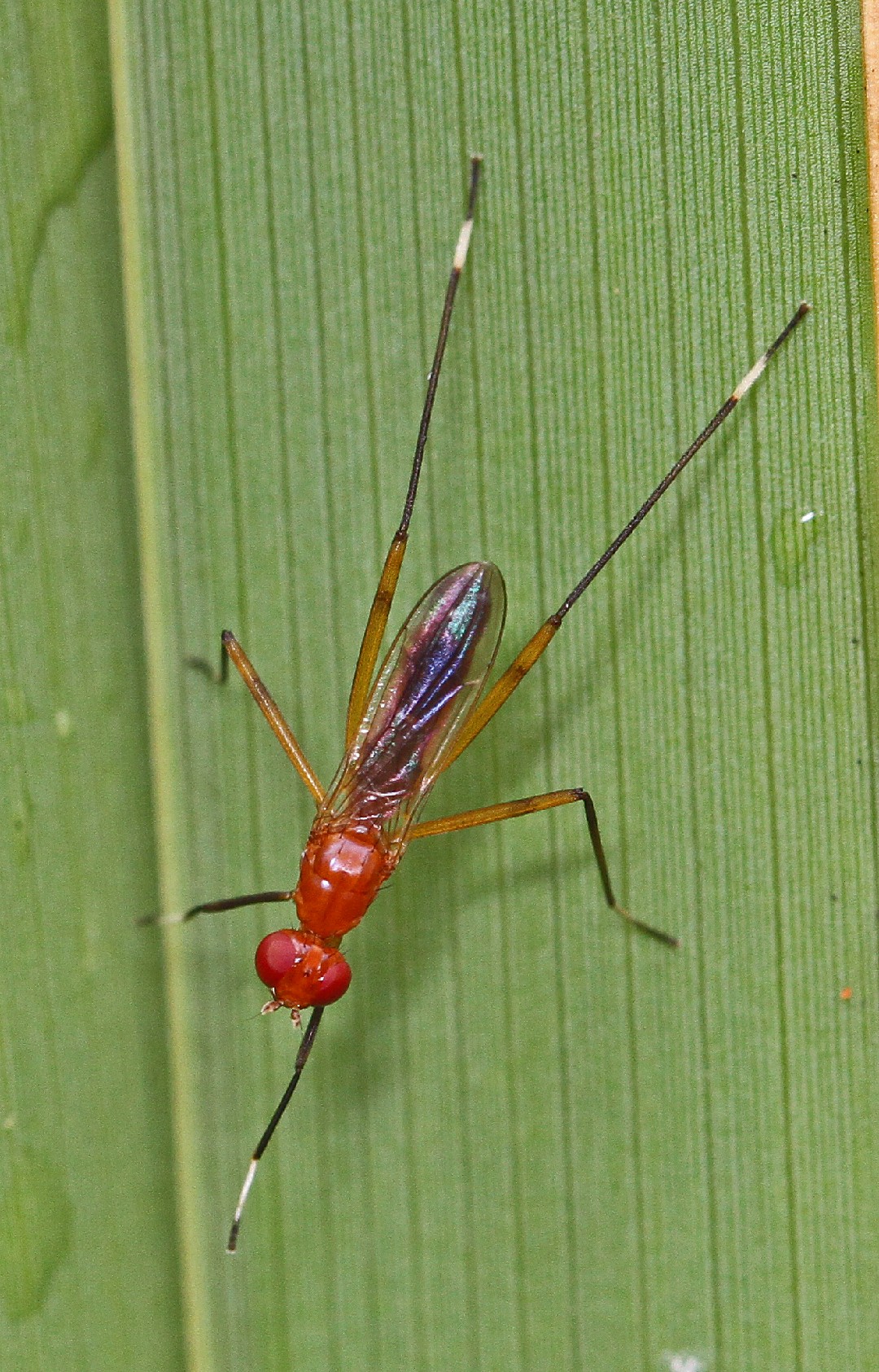 Grallipeza (Grallipeza)