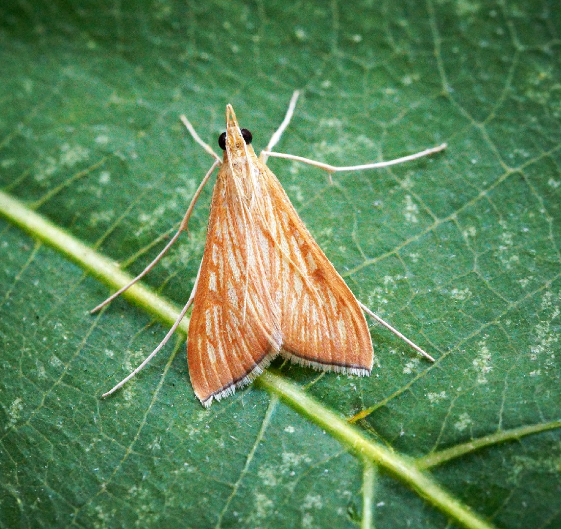 Antigastra (Antigastra)