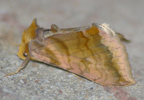 Allagrapha (Allagrapha)