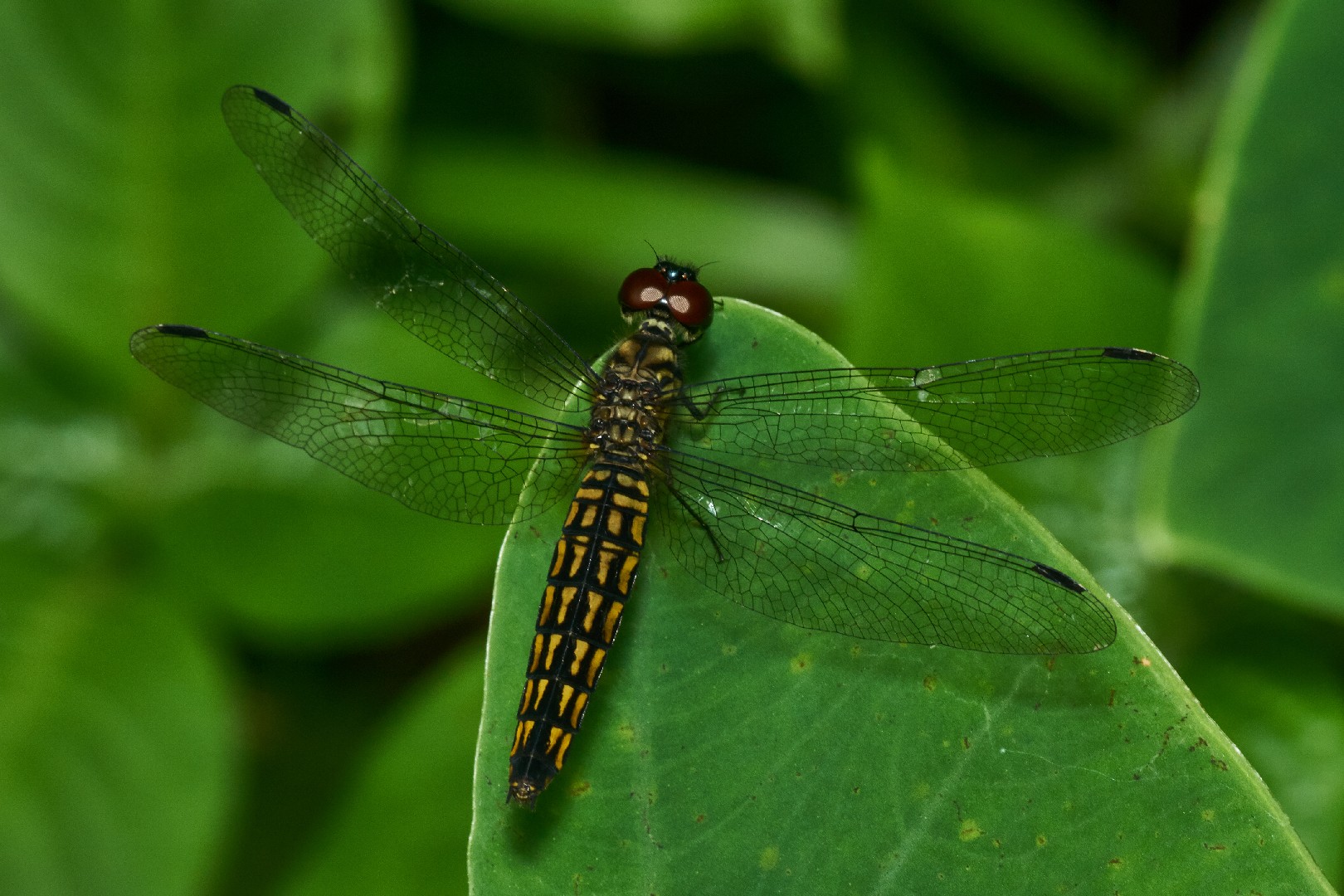 Lyriothemis (Lyriothemis)