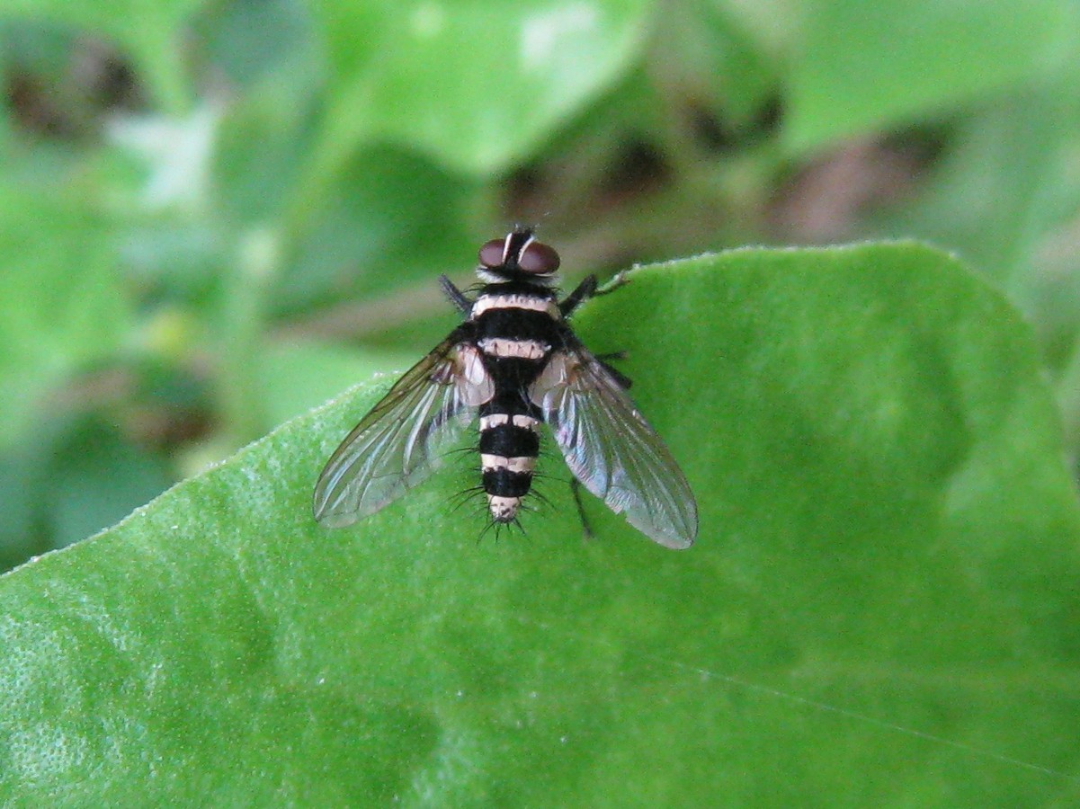Australian leafroller tachinid