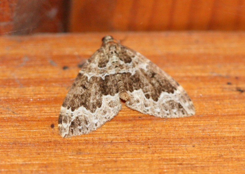 Lampropteryx (Lampropteryx)