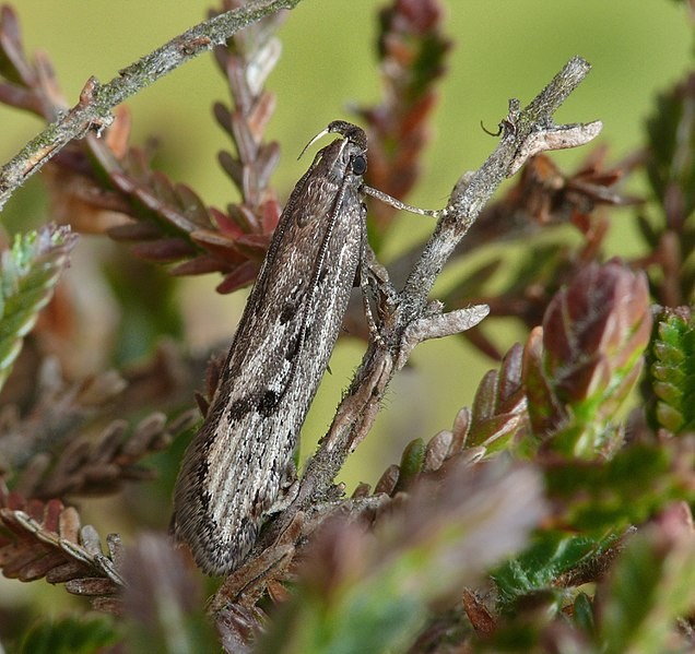 Neofaculta (Neofaculta)