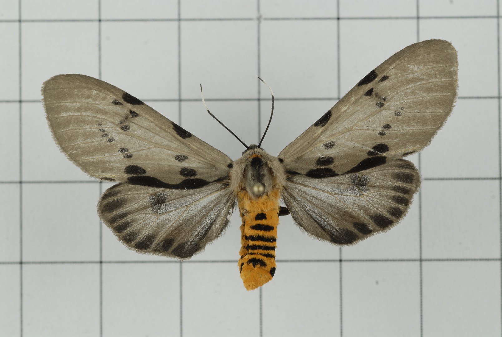 Amsactoides (Amsactoides) Picture Insect