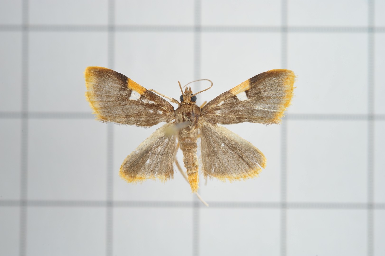 Callibotys (Callibotys)