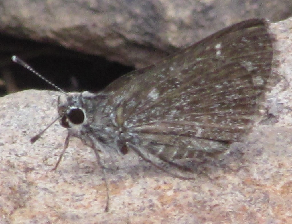 Amblyscirtes (Amblyscirtes)