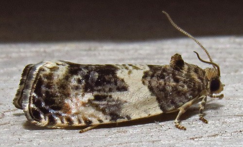 Pseudosciaphila (Pseudosciaphila)