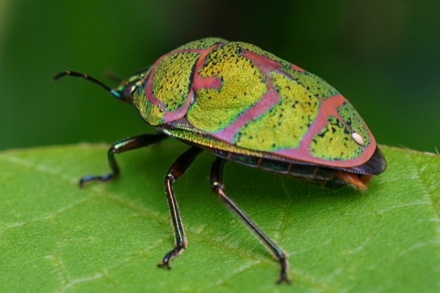 Poecilocoris (Poecilocoris)