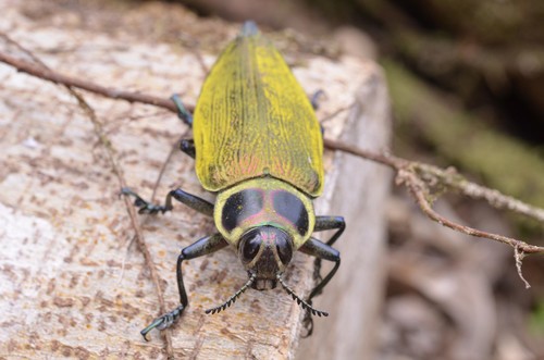 Indian paintbrush (Euchroma)