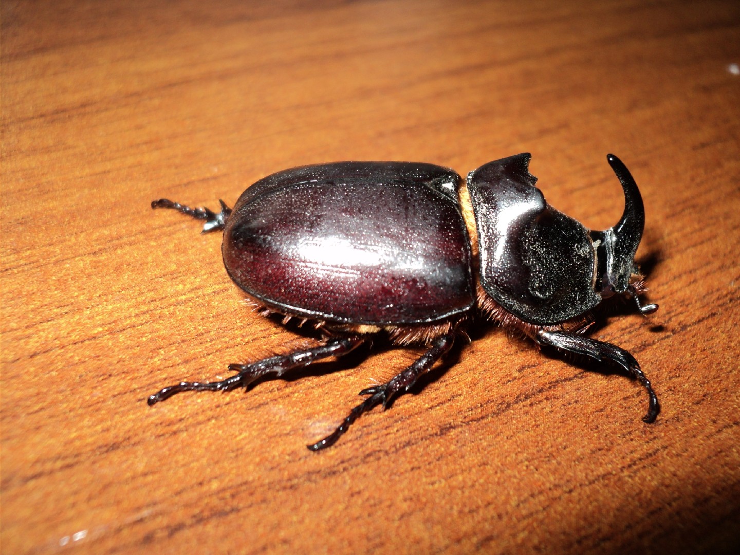 European rhinoceros beetle How to identify it? - Picture Insect