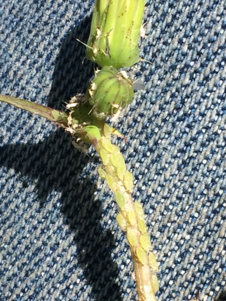 Hyperomyzus (Hyperomyzus)