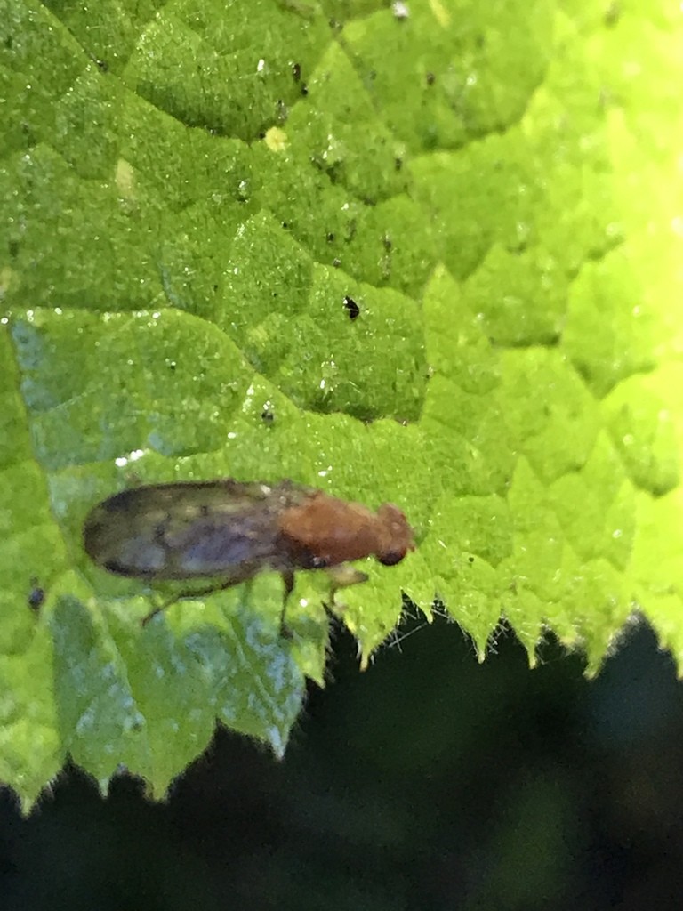 陽蠅科 (Heleomyzidae)