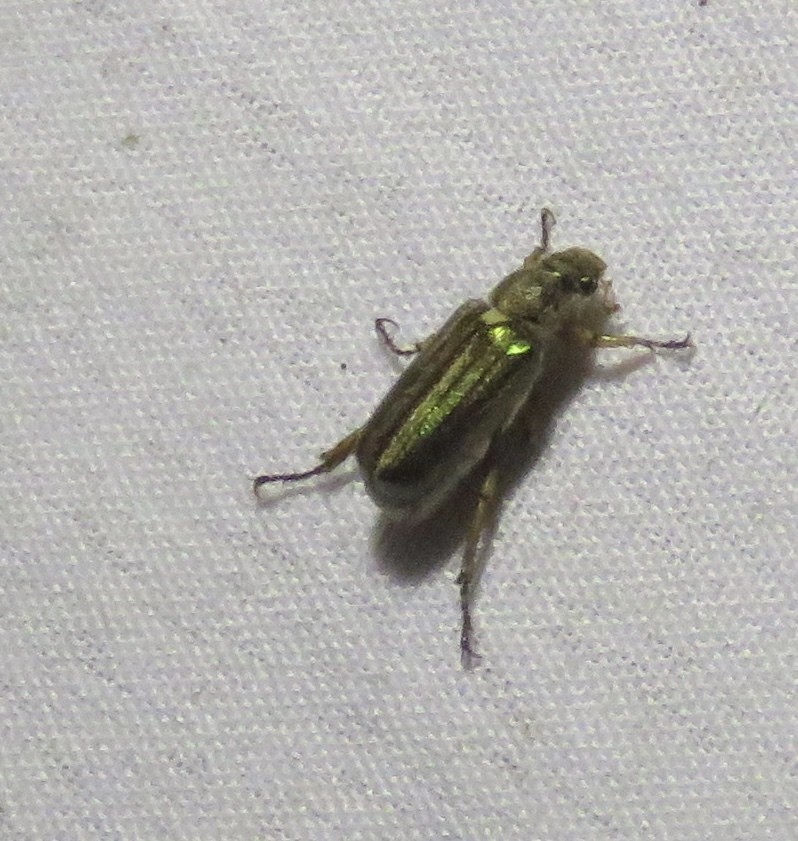 Dichelonyx (Dichelonyx)