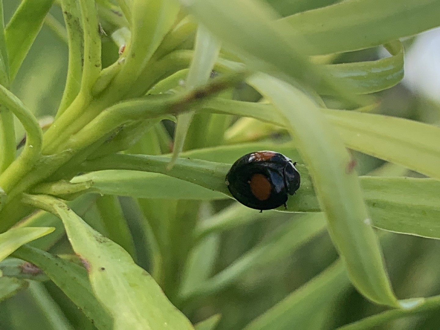 Коровка сосновая (Harmonia quadripunctata) - Picture Insect