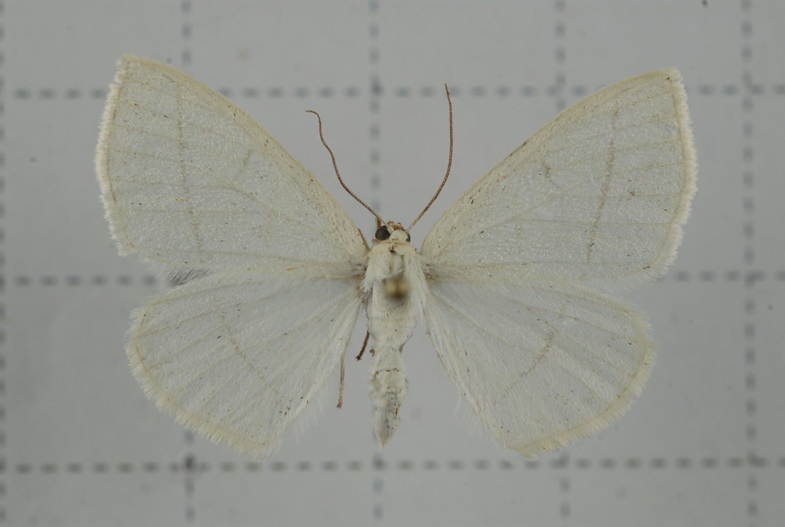 Parabapta (Parabapta)