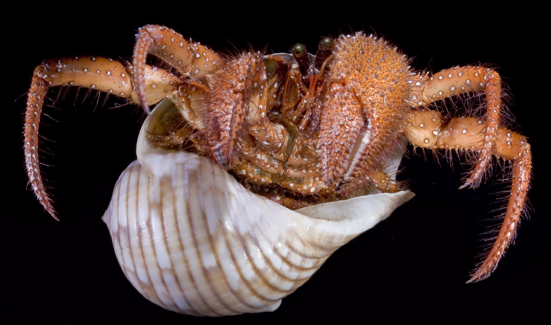 White-spotted hermit crab