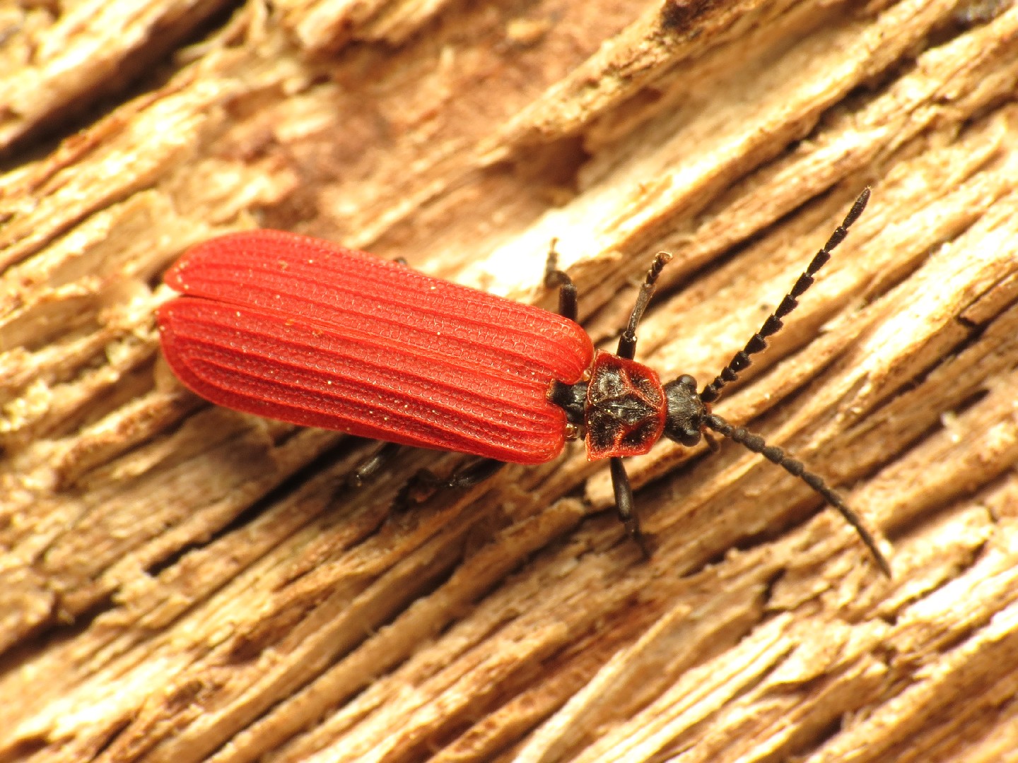 脈紅螢屬 (Dictyoptera)