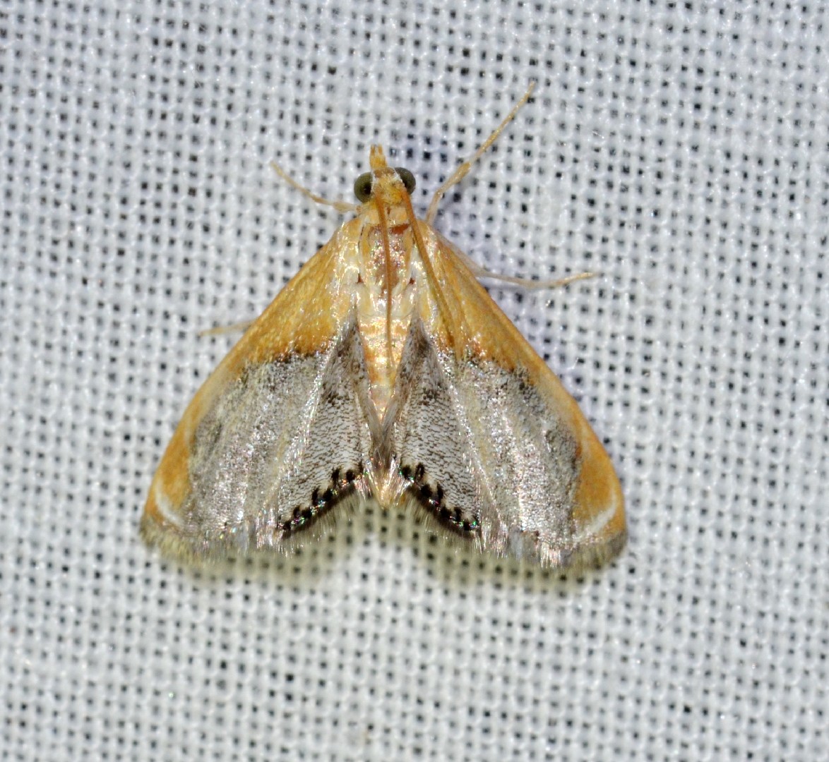 Chalcoela (Chalcoela)