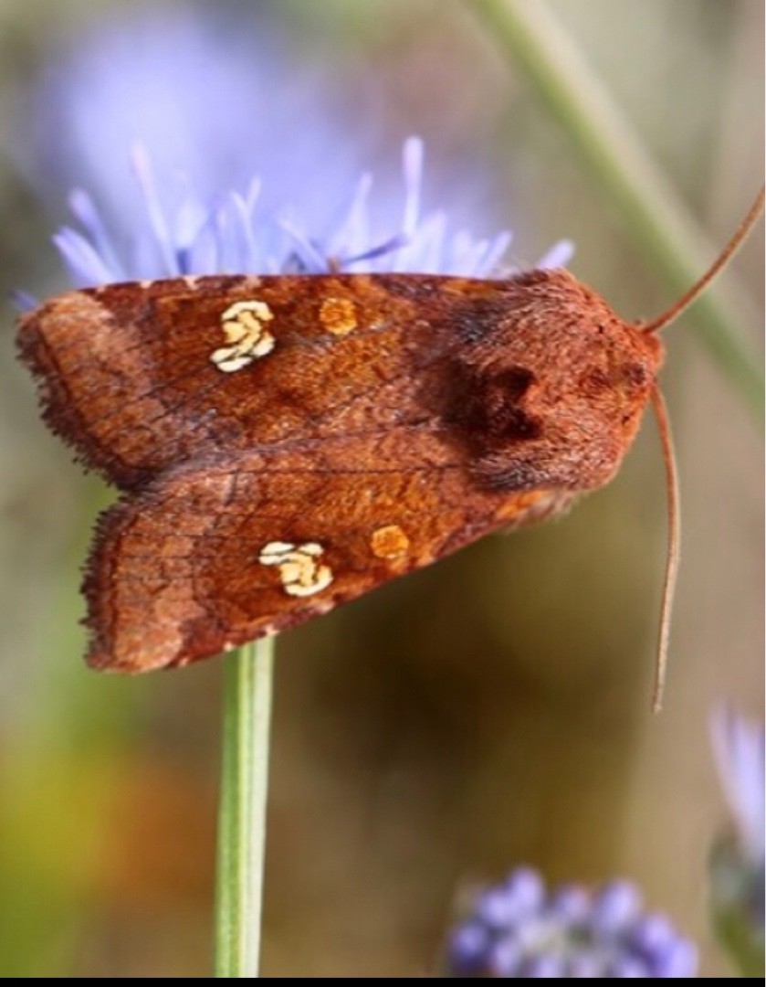 Amphipoea (Amphipoea)