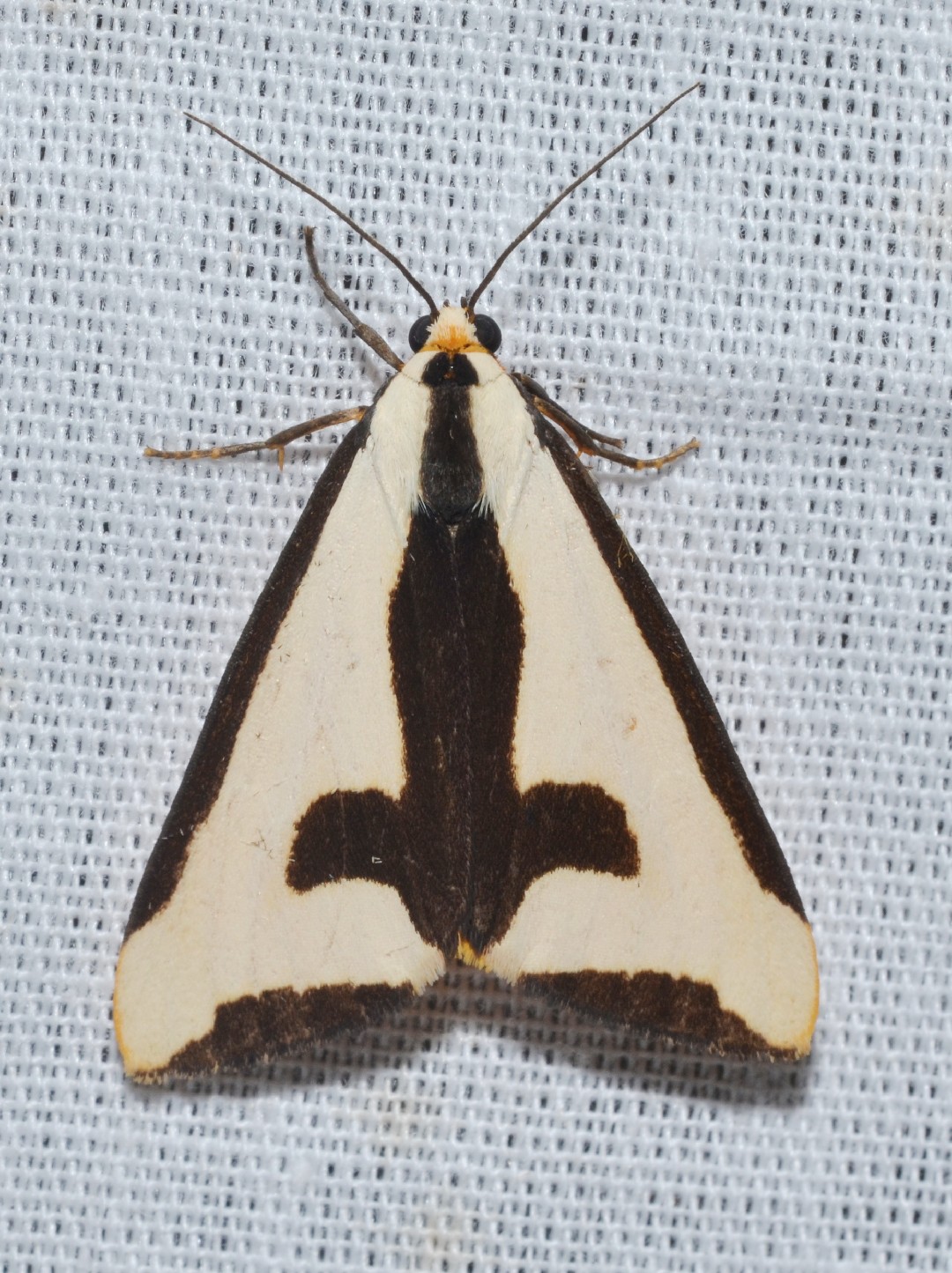 Clymene moth How to identify it? - Picture Insect