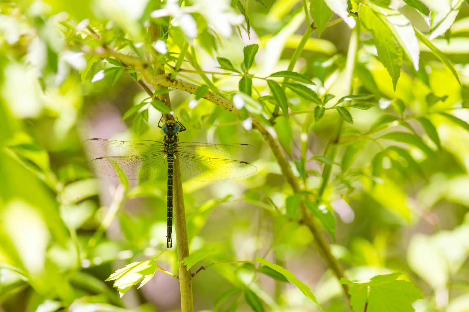 Epiaeschna (Epiaeschna)