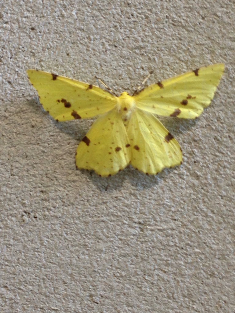 Xanthotype (Xanthotype)