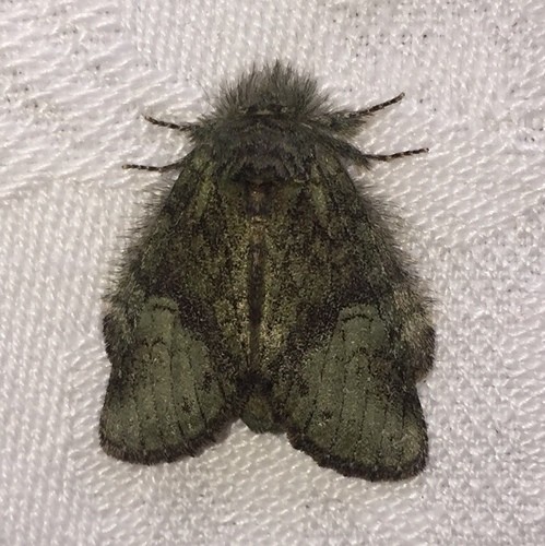 Heterocampa (Heterocampa)