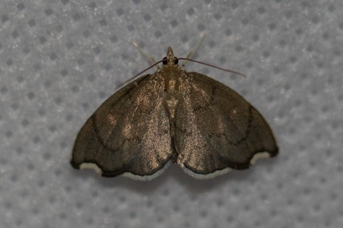 Perispasta (Perispasta)