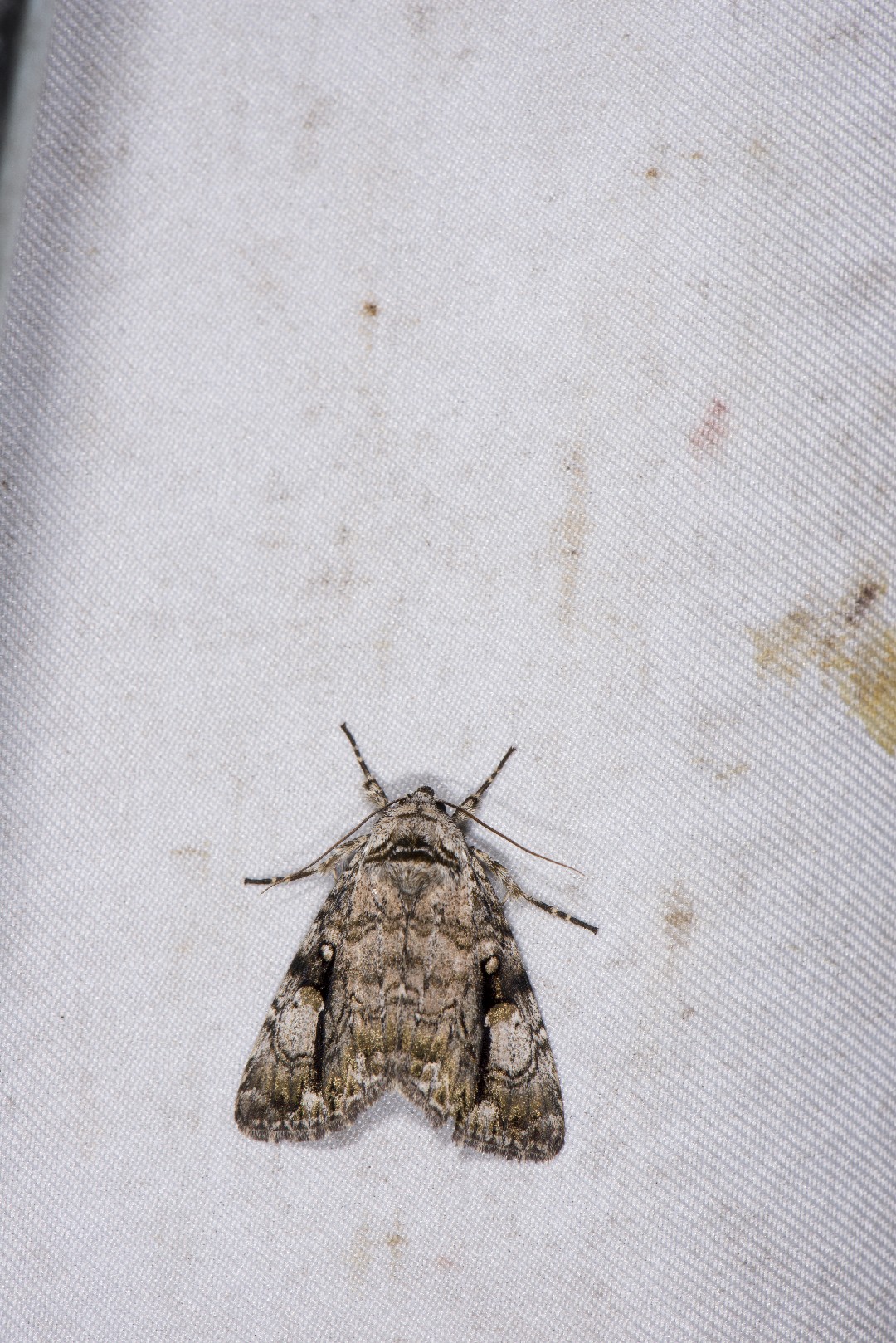 明后夜蛾屬 (Anacronicta)