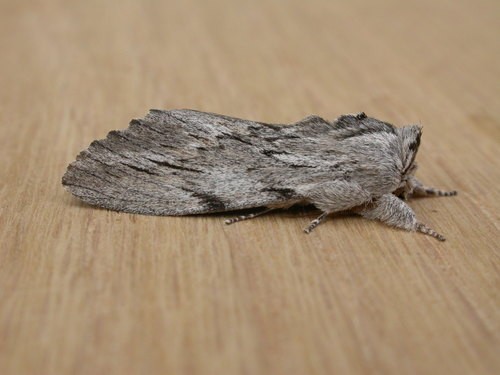 Destolmia (Destolmia)