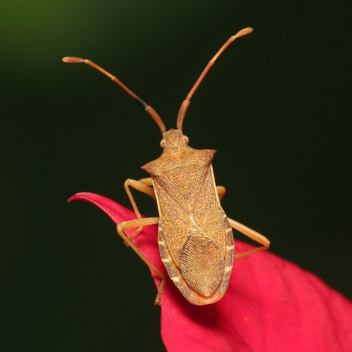 Gonocerus (Gonocerus)
