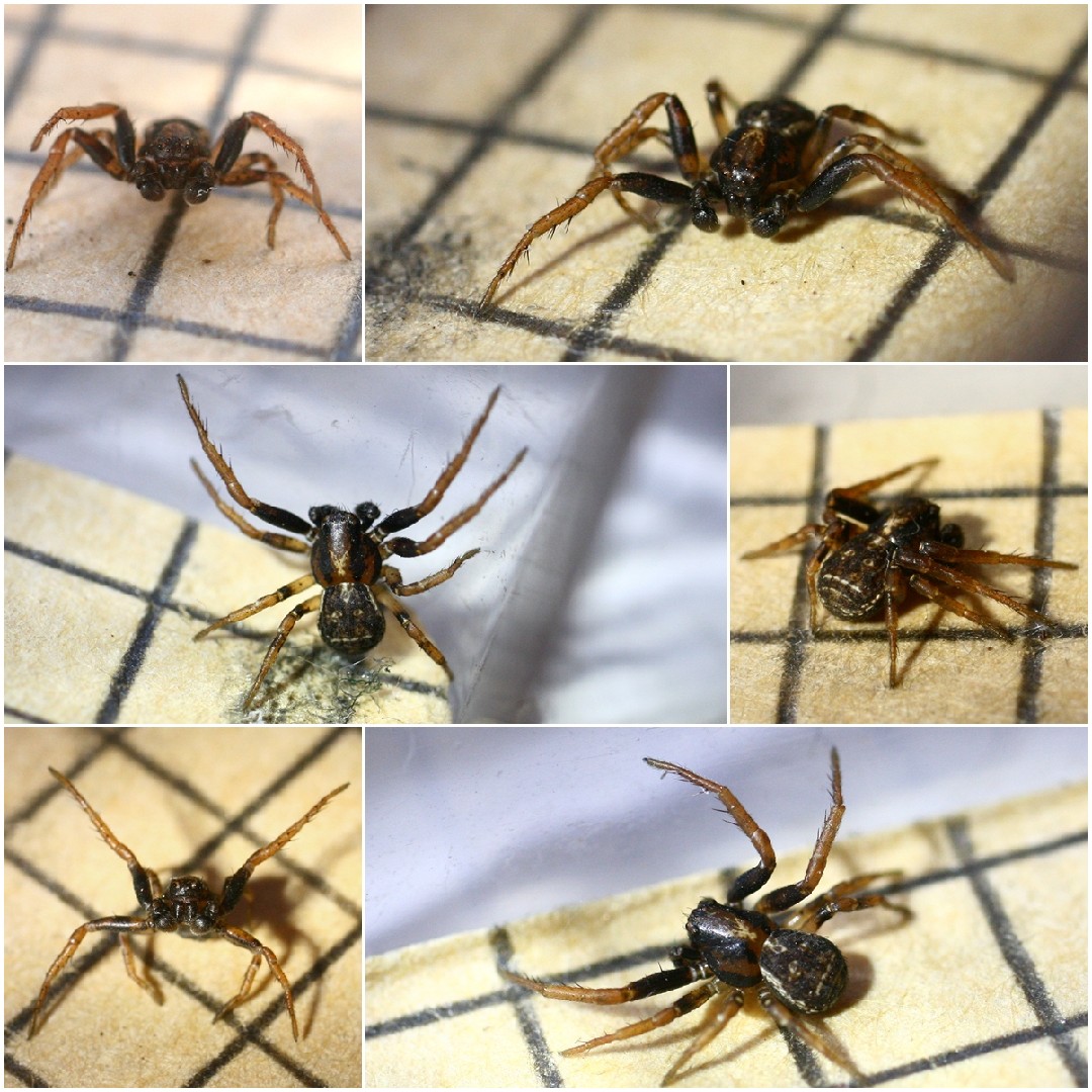 ノラオチバカニグモ Ozyptila Trux Picture Insect