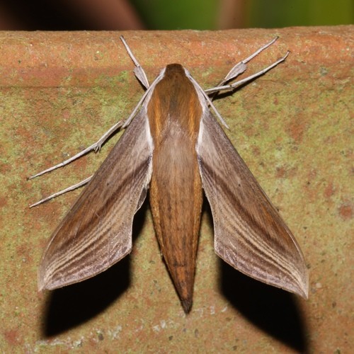 Tersa sphinx