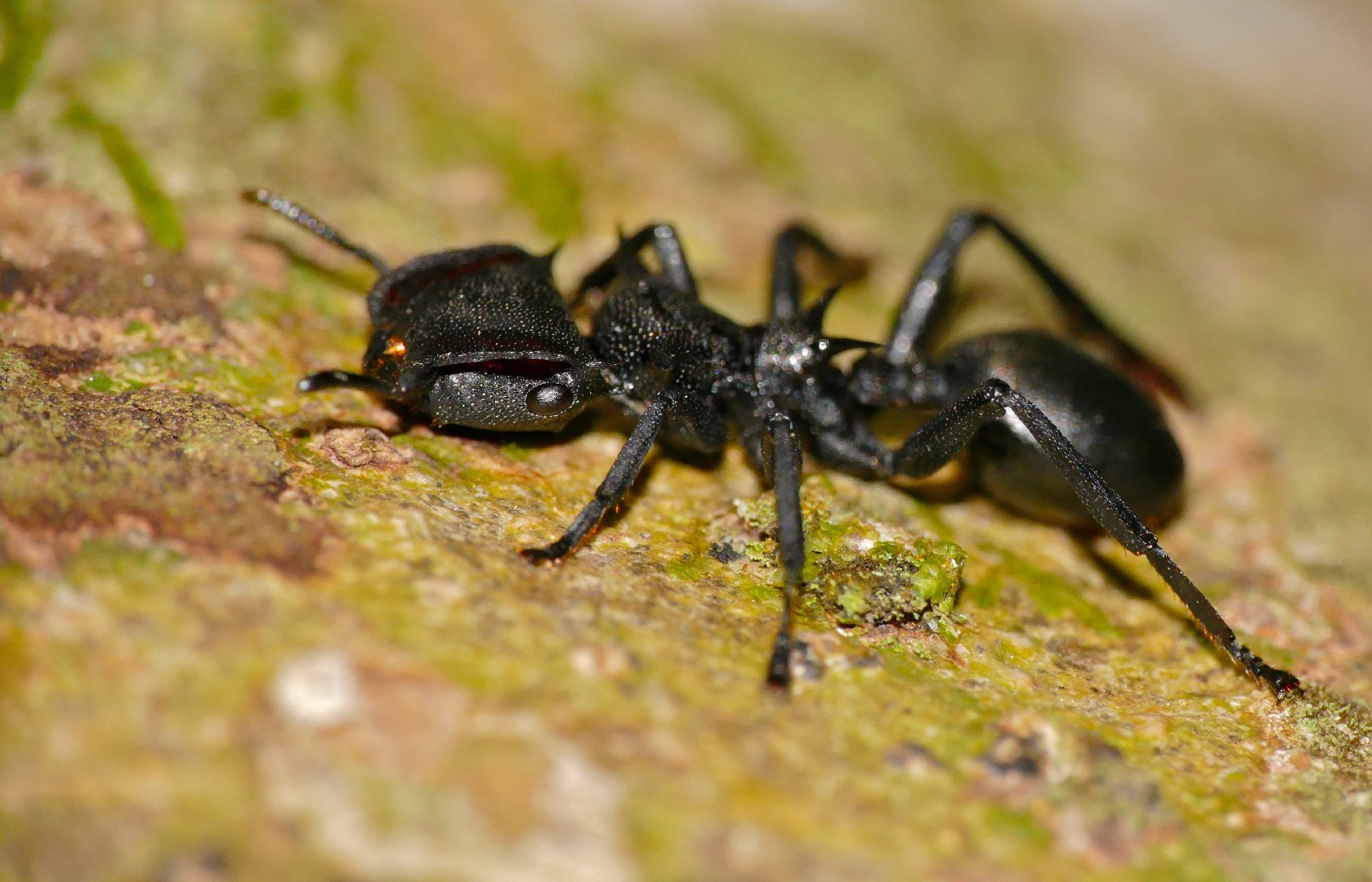 Муравей огненный импортный красный (Solenopsis invicta) - Picture Insect