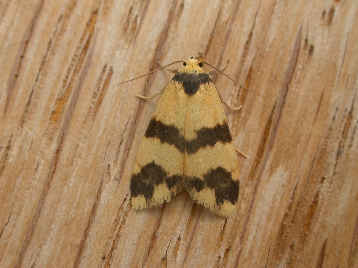 Thallarcha (Thallarcha)