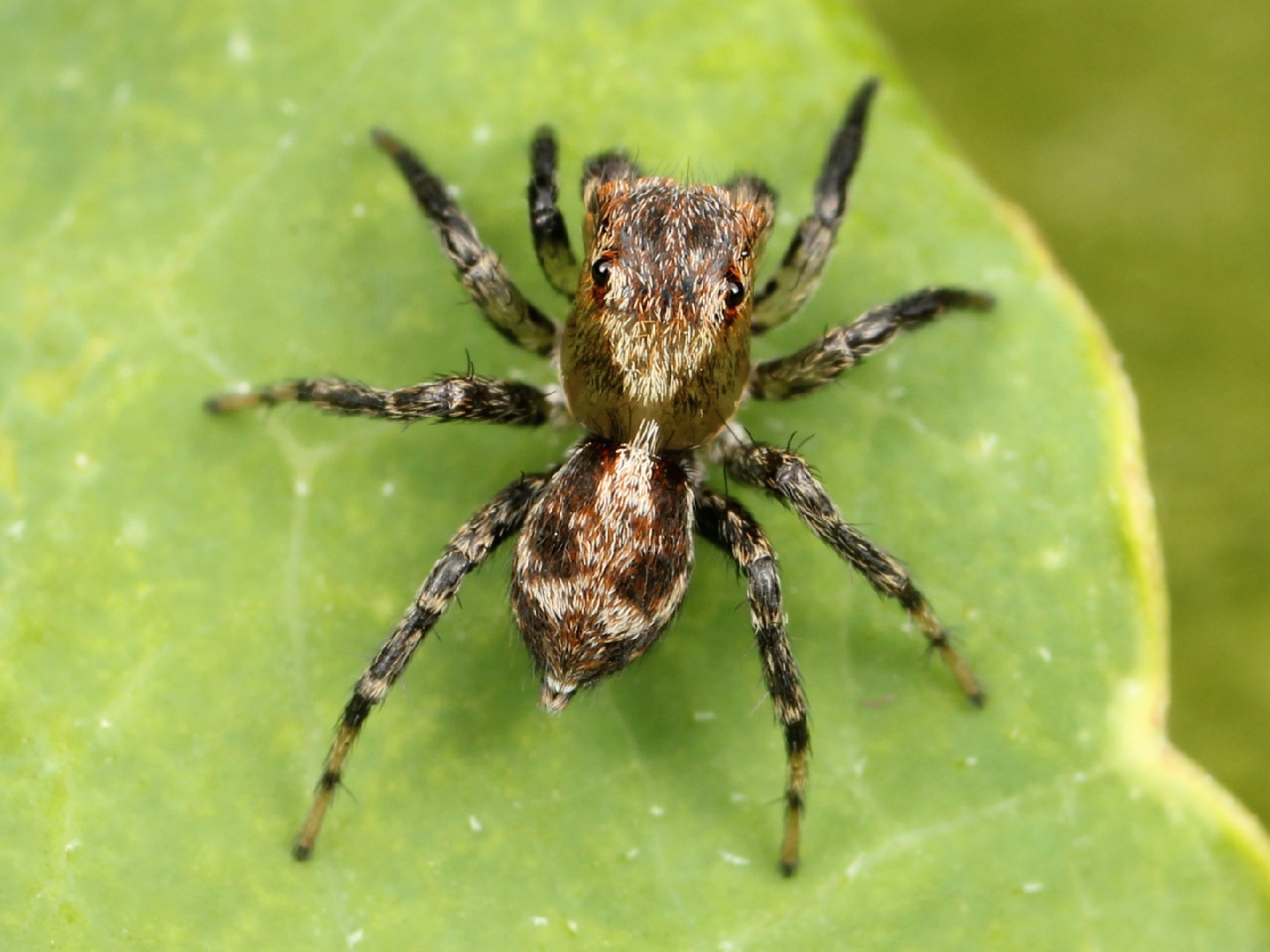Naphrys (Naphrys)