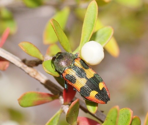 Castiarina sexplagiata (Castiarina sexplagiata) Picture Insect