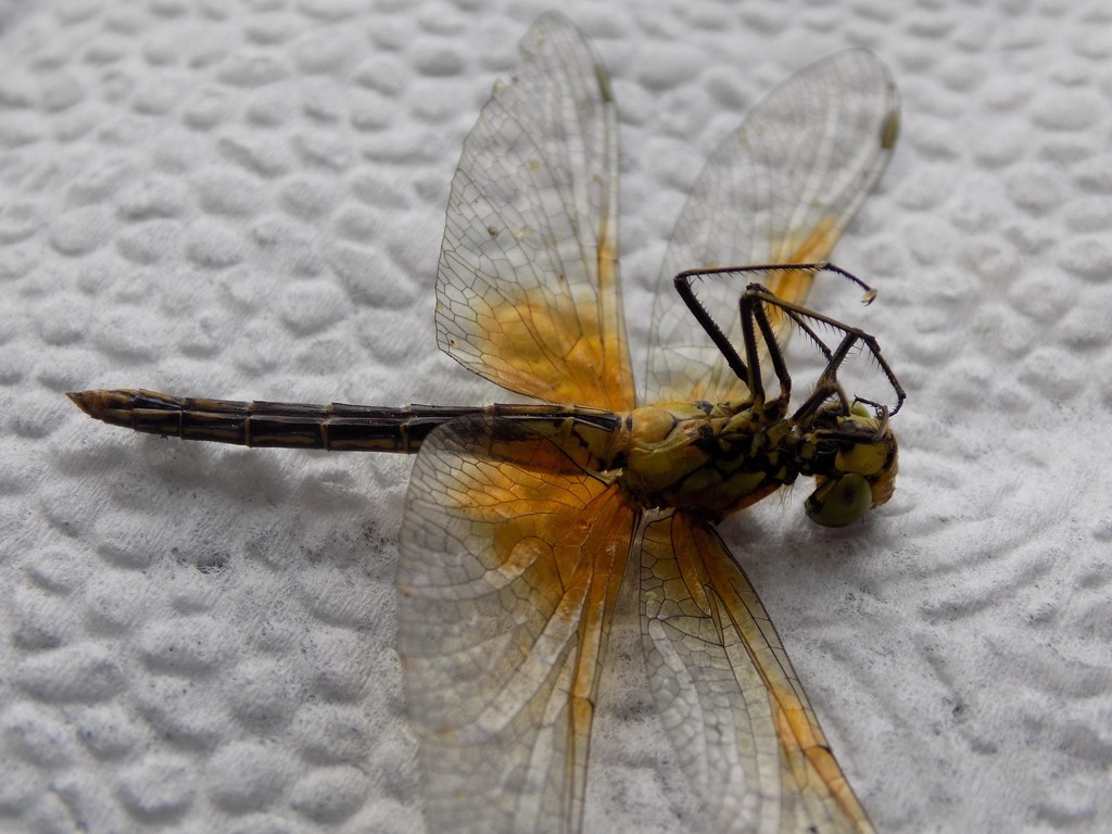 Yellow-winged darter How to identify it? - Picture Insect