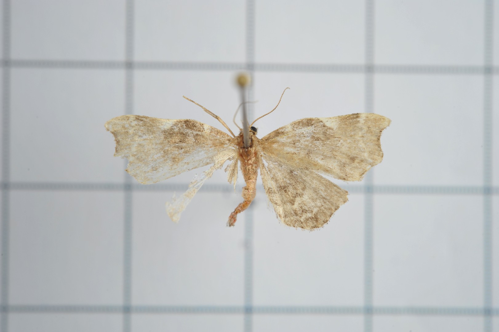 Goniocraspedon (Goniocraspedon)