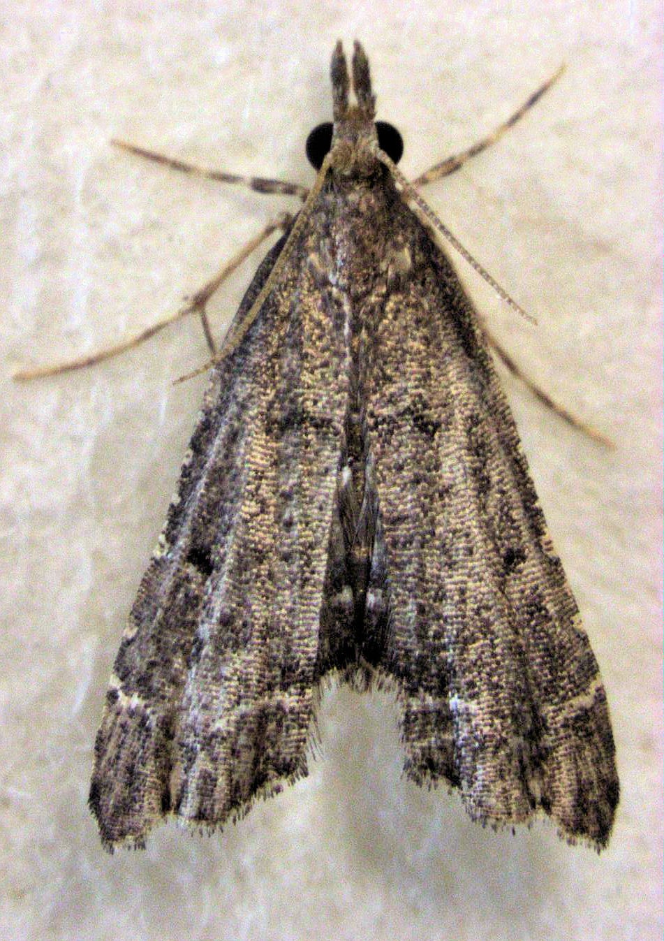 Diplopseustis (Diplopseustis)