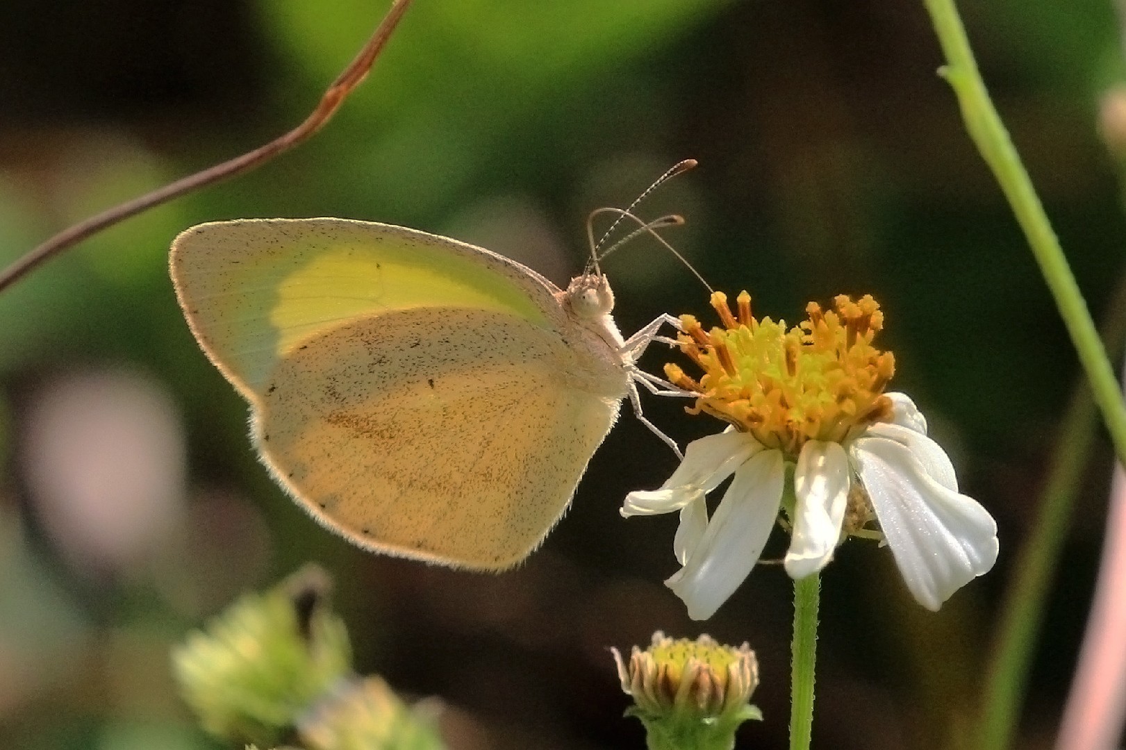 Barred yellow