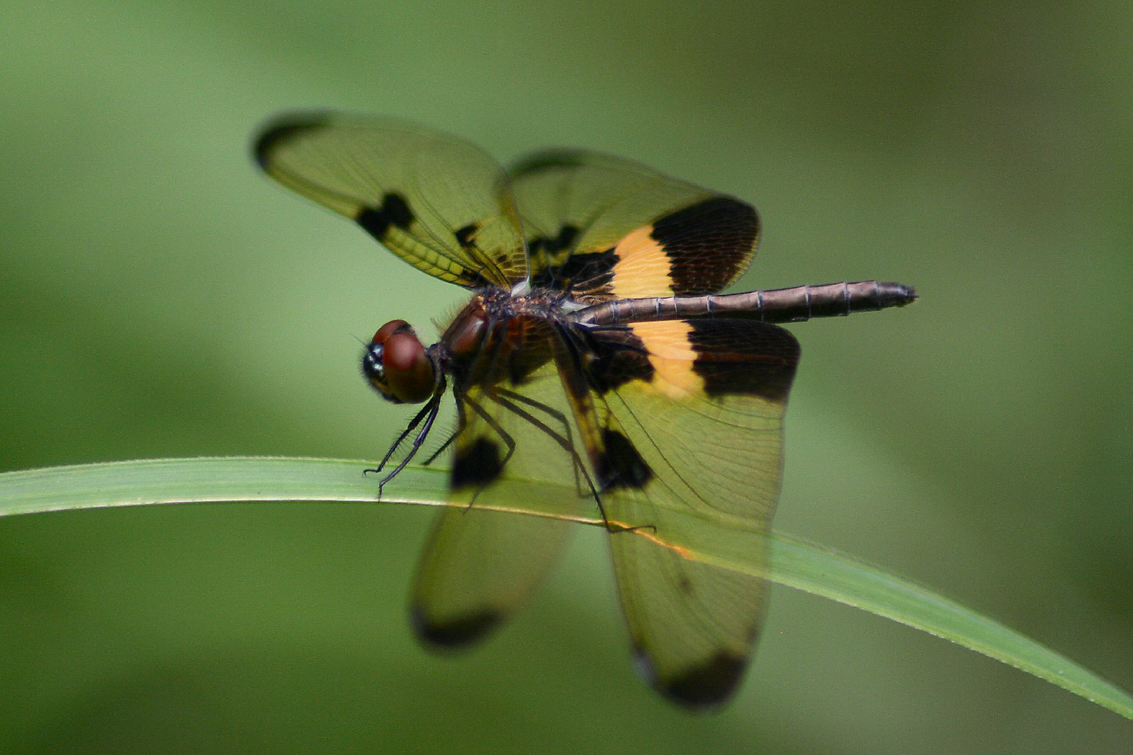 チョウトンボ属 (Rhyothemis)