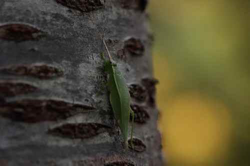 Truljalia (Truljalia)