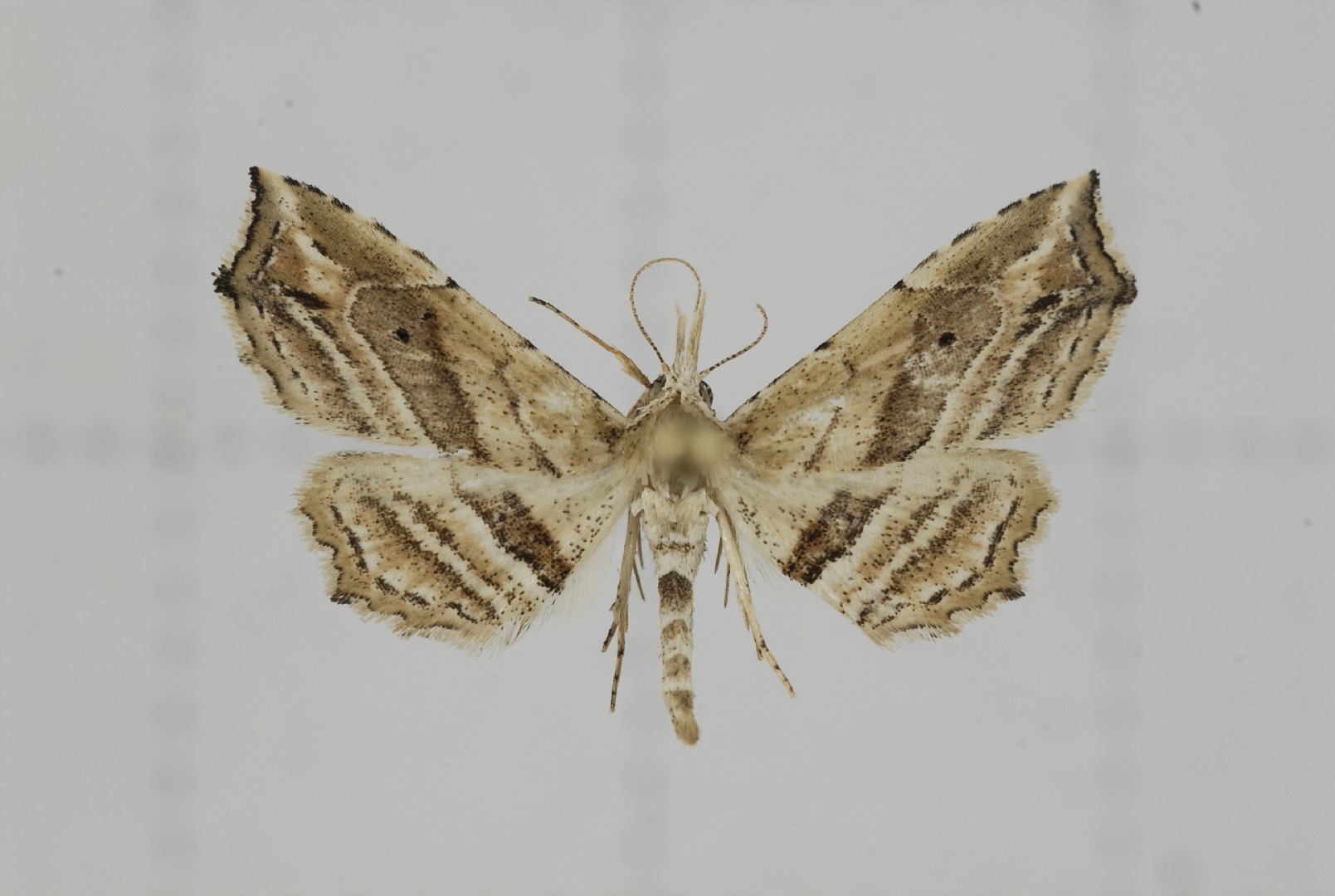 Hypenagonia (Hypenagonia)