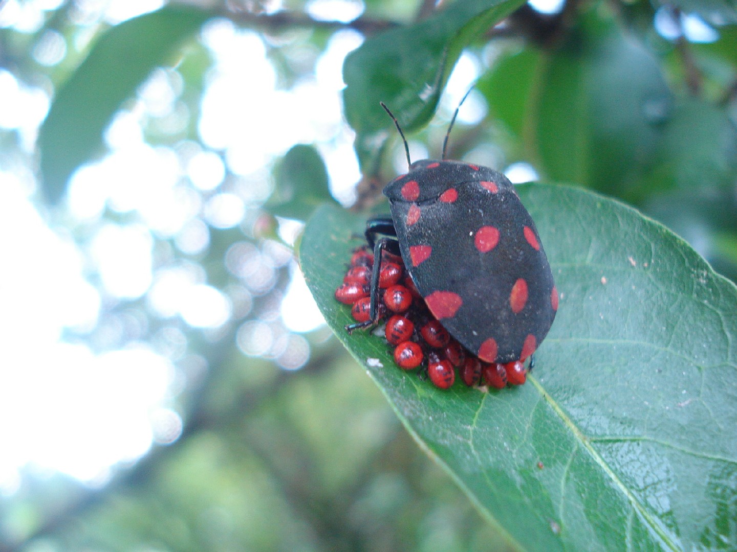 Pachycoris (Pachycoris)